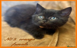 Mixed Breed cats for sale: Grey &Black mixed breed kittens  - Image 5