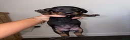 Dachshund dogs for sale: 4 beautiful boy pups looking for forever homes  - Advert 4