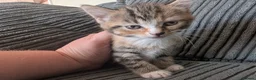 Domestic Shorthair cats for sale: 6 adorable kittens  - Advert 20