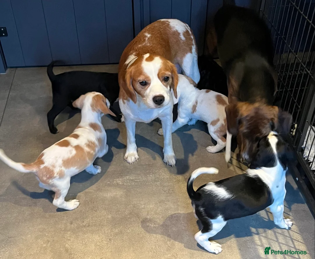 Mixed Breed dogs for sale: 👑 Rare Royal Springhound (Springlier) puppies 👑 in Stockport - Advert 2