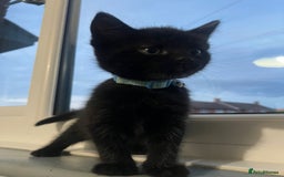 RagaMuffin cats for sale: Ragamuffin kittens  - Image 10