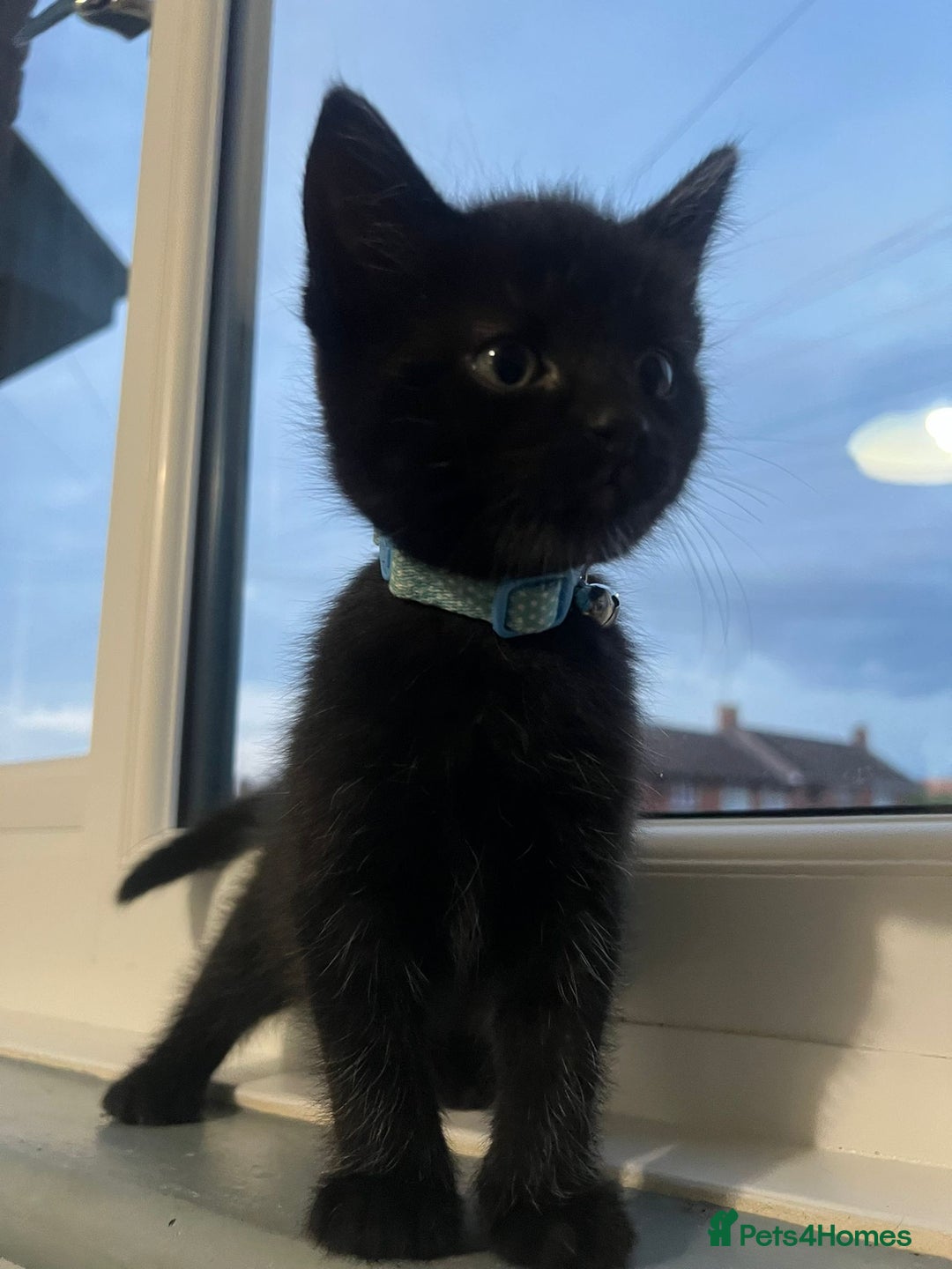 RagaMuffin cats for sale: Ragamuffin kittens  - Image 10