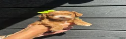 Cockapoo dogs for sale: Cockerpoos - Advert 12