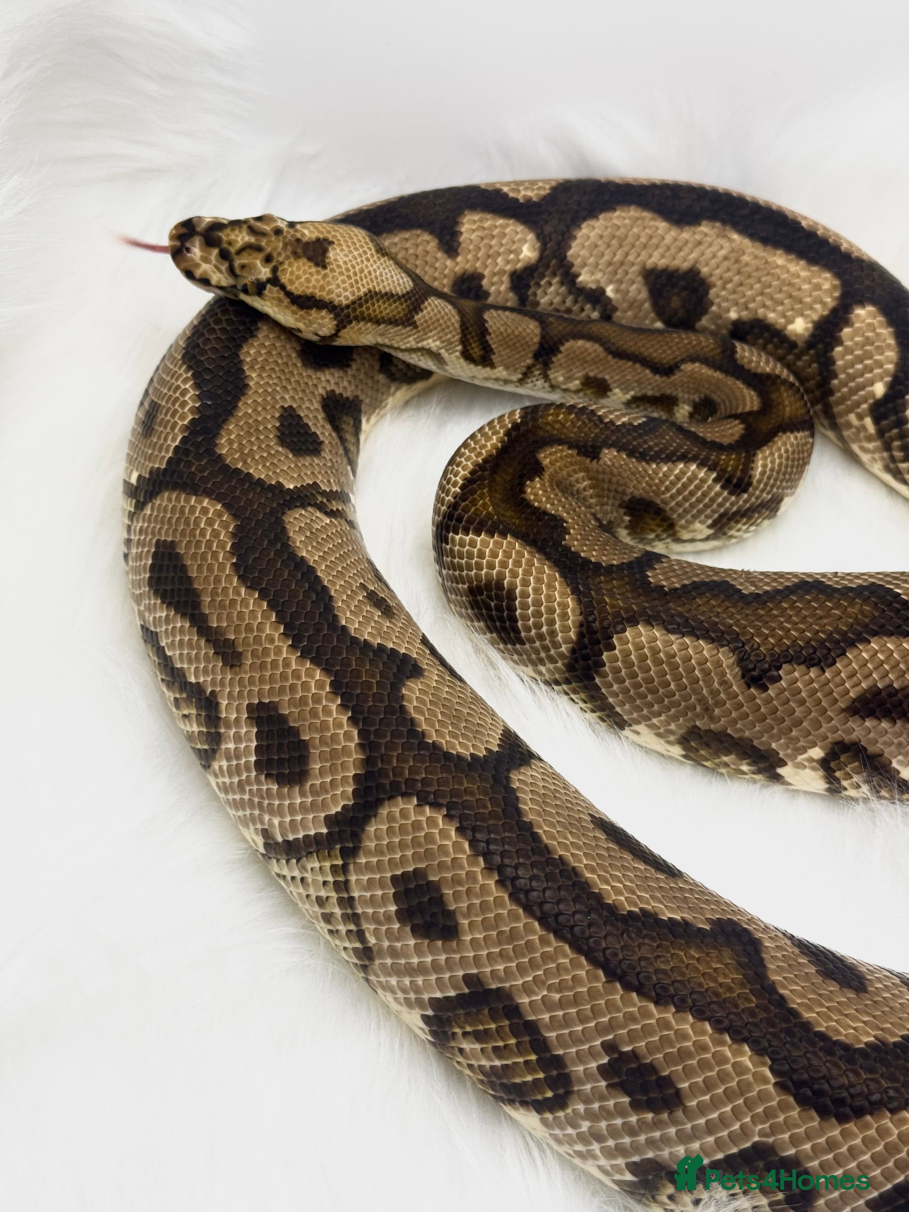 Python Snake reptiles Royal Ball Python Male Spotnose Clown - Advert 10