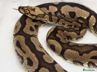 Python Snake reptiles Royal Ball Python Male Spotnose Clown - Advert 6