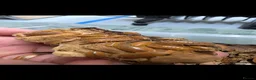 Isopods invertebrates for sale: GAINT ORANGE ISOPODS 🍊  - Advert 2