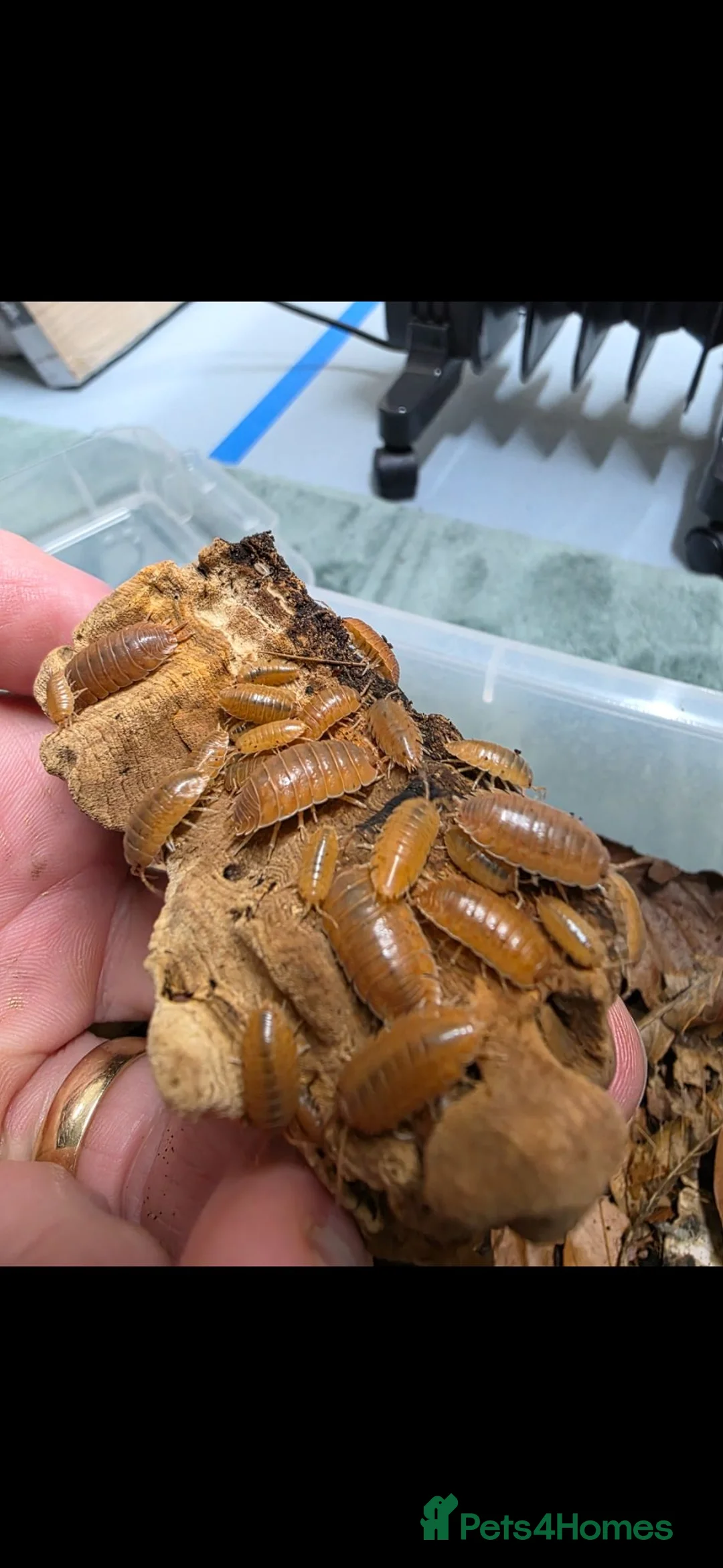 Isopods invertebrates for sale: GAINT ORANGE ISOPODS 🍊  - Advert 2