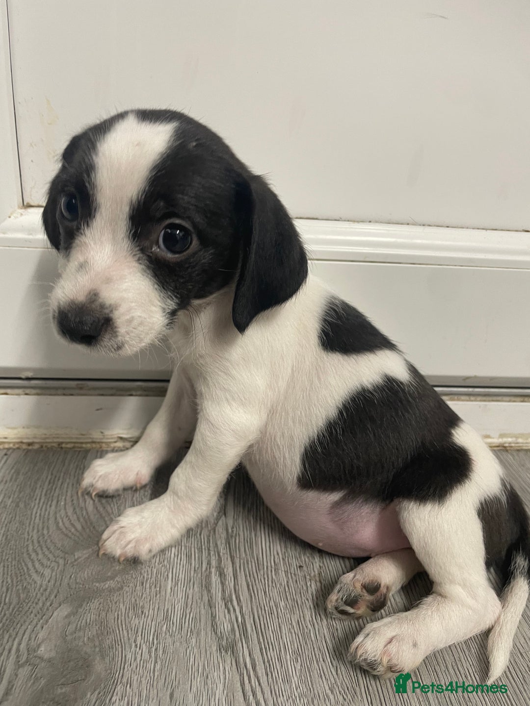 Jack Russell dogs for sale: 2 beautiful Jack Russell puppy girls left  - Image 1