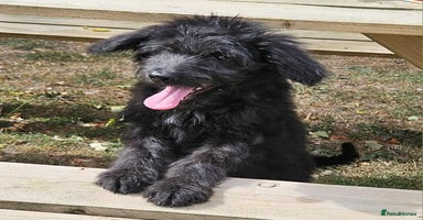 Mixed Breed dogs in Boston - Advert 10