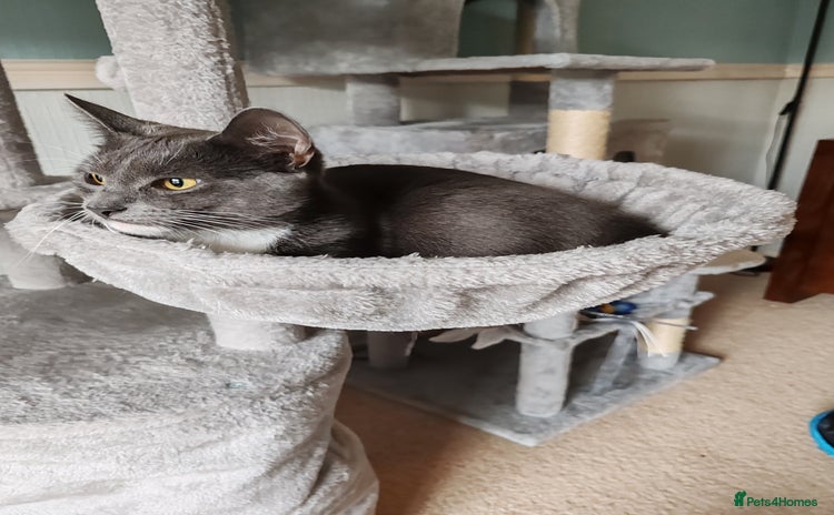 Mixed Breed cats - Advert 12