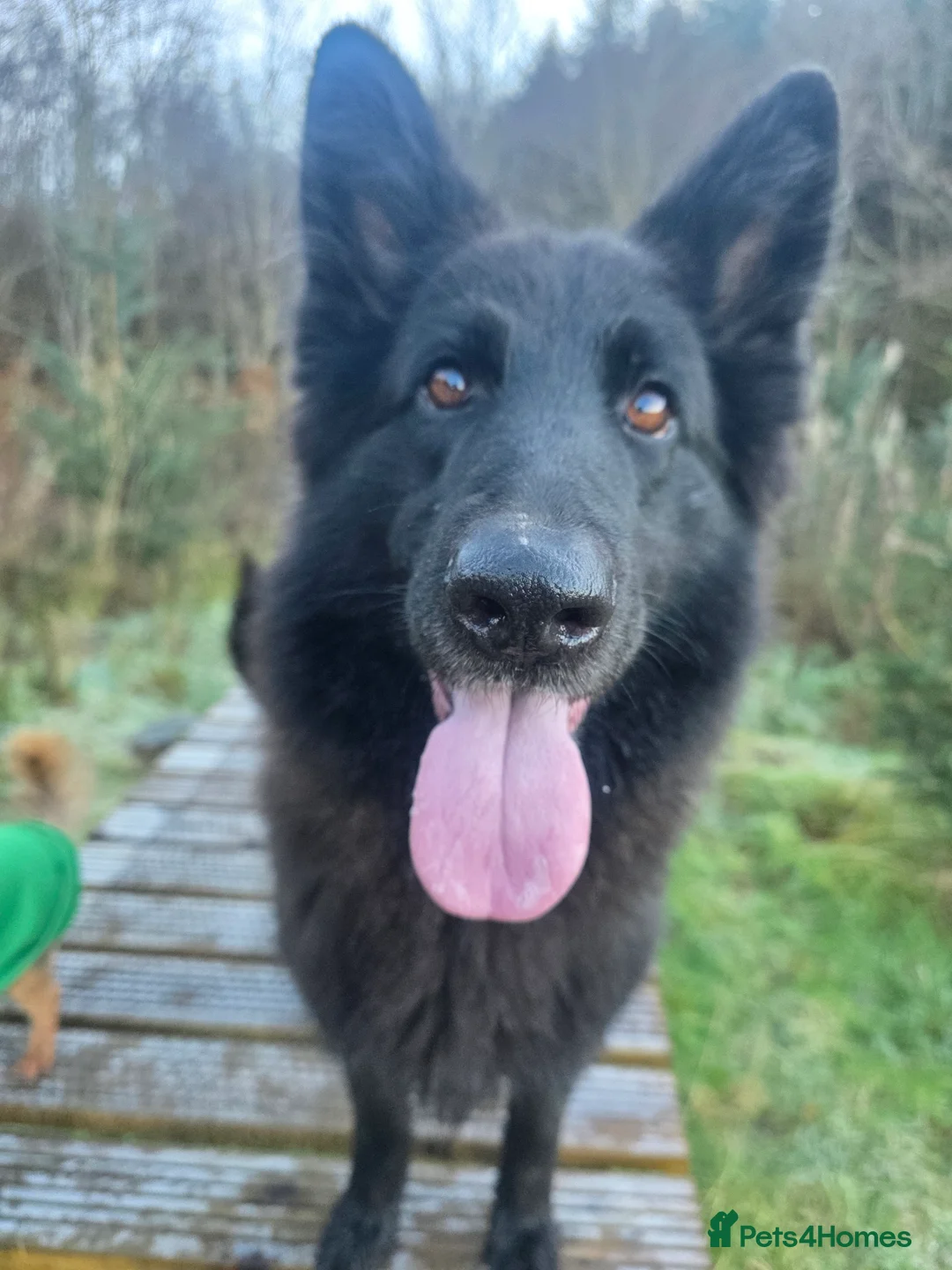 Mixed Breed dogs for sale: Shepador... German Shepherd x Labrador Puppies 🐶  - Advert 11