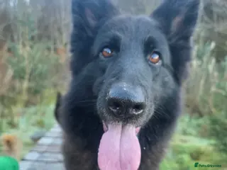 Mixed Breed dogs Shepador... German Shepherd x Labrador Puppies 🐶 - Advert 1