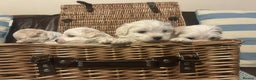Mixed Breed dogs for sale: Cotonese puppies  - Advert 5
