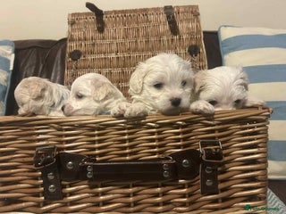 Mixed Breed dogs Cotonese puppies - Advert 7