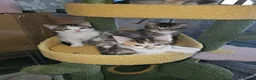 Domestic Shorthair cats for sale: **READY NOW^^* Happy, healthly, friendly kittens  - Advert 8
