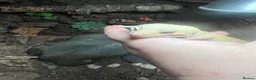 Leopard Gecko reptiles for sale: Male leopard gecko and gorgeous set up  - Advert 2
