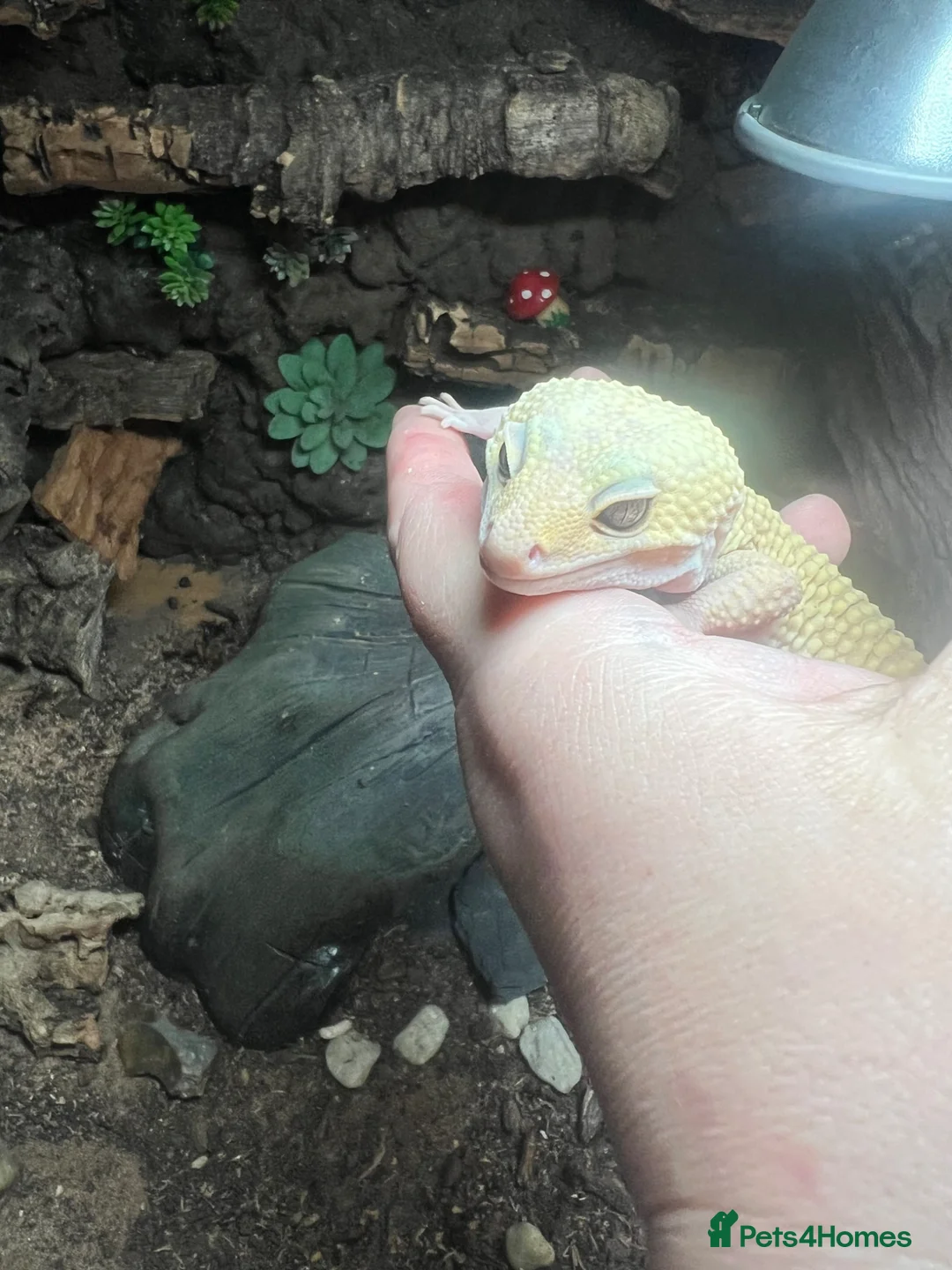 Leopard Gecko reptiles for sale: Male leopard gecko and gorgeous set up  - Advert 2