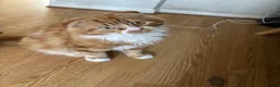 Maine Coon cats for sale: Scottish fold longhair mix - Advert 4