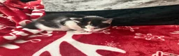 Siberian cats for sale: 8 weeks old Siberian kittens GOOD HOMES ONLY in Bootle - Advert 13