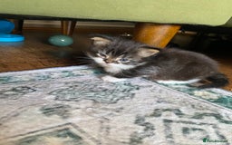 Mixed Breed cats for sale: Kittens for sale  - Image 6