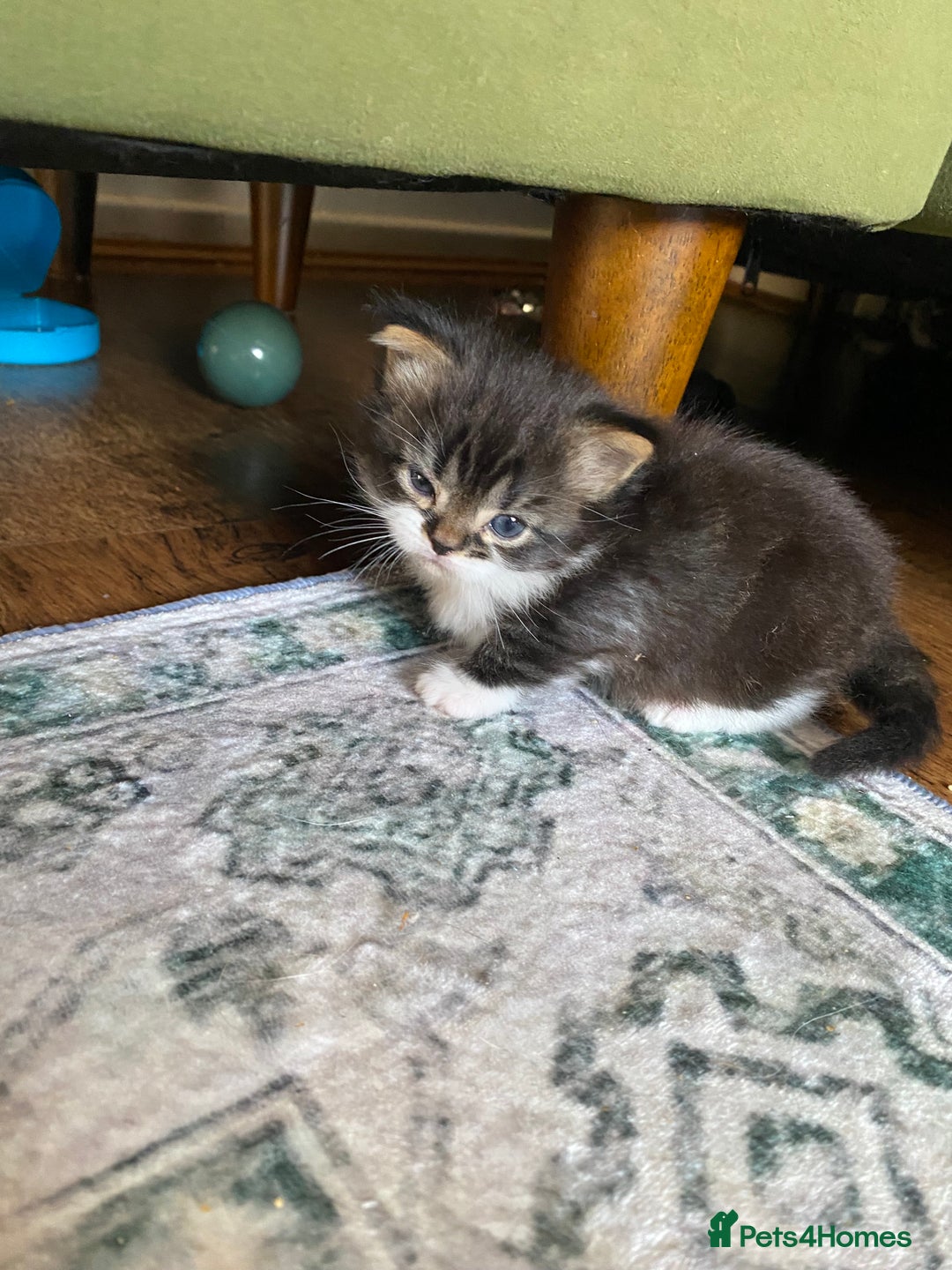 Mixed Breed cats for sale: Kittens for sale  - Image 6