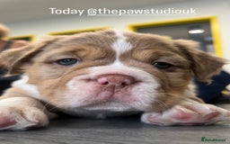 Olde English Bulldogge dogs for sale: READY NOW ✨ FLUFFY OLDE ENGLISH BULLDOGS  - Image 17