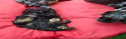 Jackapoo dogs for sale: F1b jackapoo puppies - Advert 19