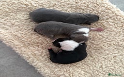 Chihuahua dogs for sale: Stunning chihuahua litter  - Image 26