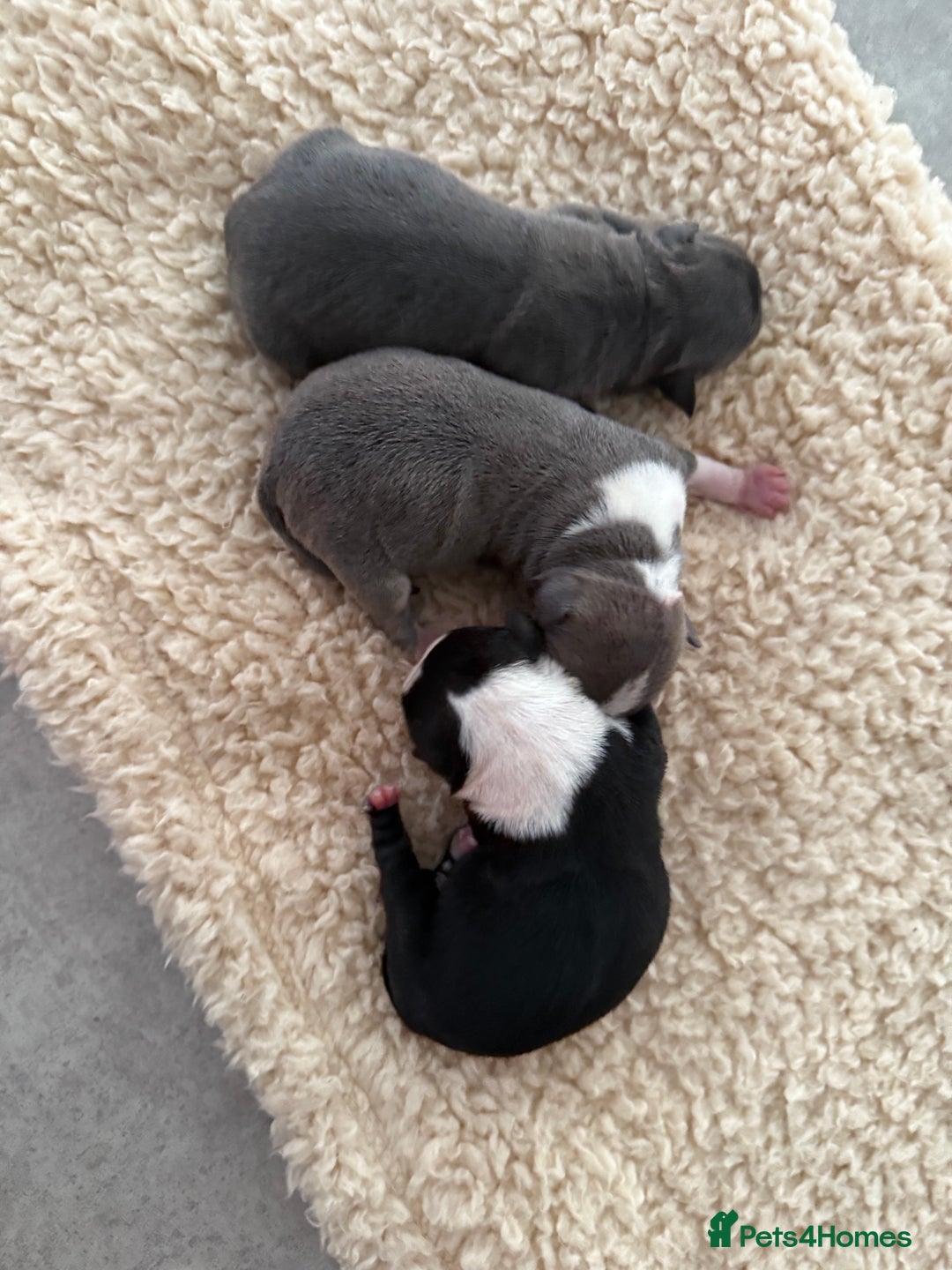 Chihuahua dogs for sale: Stunning chihuahua litter  - Image 26