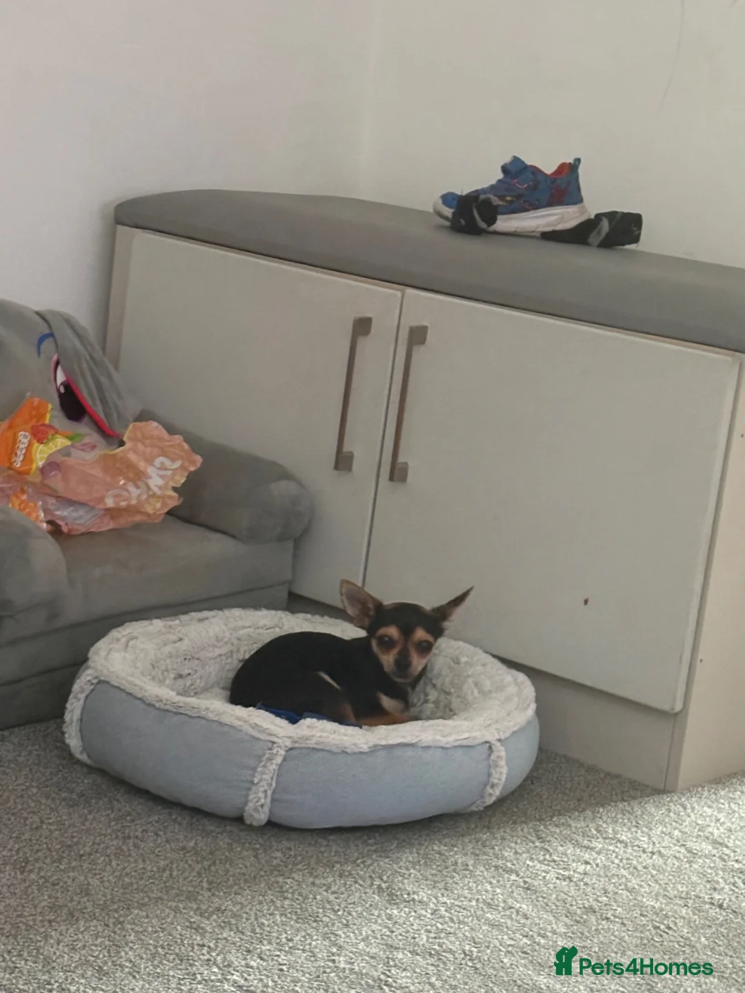 Chihuahua dogs for sale: Chico  in Burntwood - Advert 2