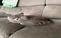 British Longhair cats for sale: British long hair x tabby - Image 11