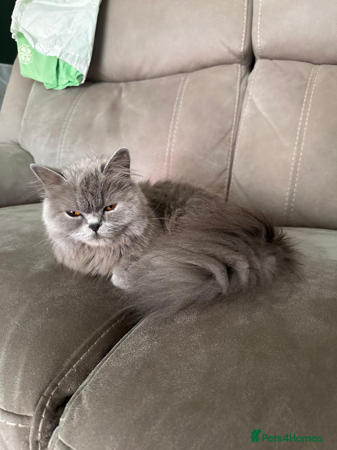 British Longhair cats for sale: British long hair x tabby - Image 11