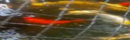 Pond Fish fish for sale: carp & goldfish  - Advert 7