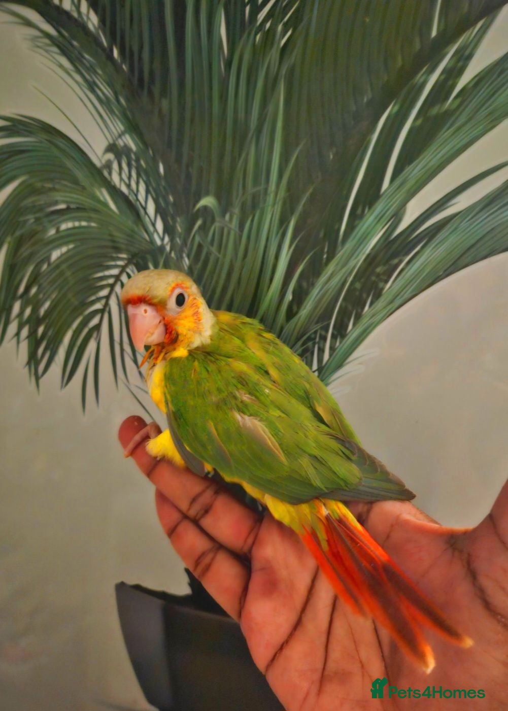 Conures birds hand reared baby pinapple conures  - Advert 1