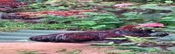 Chickens poultry for sale: Choice of 5 Millefleur pekin cockerels in South Brent - Advert 3