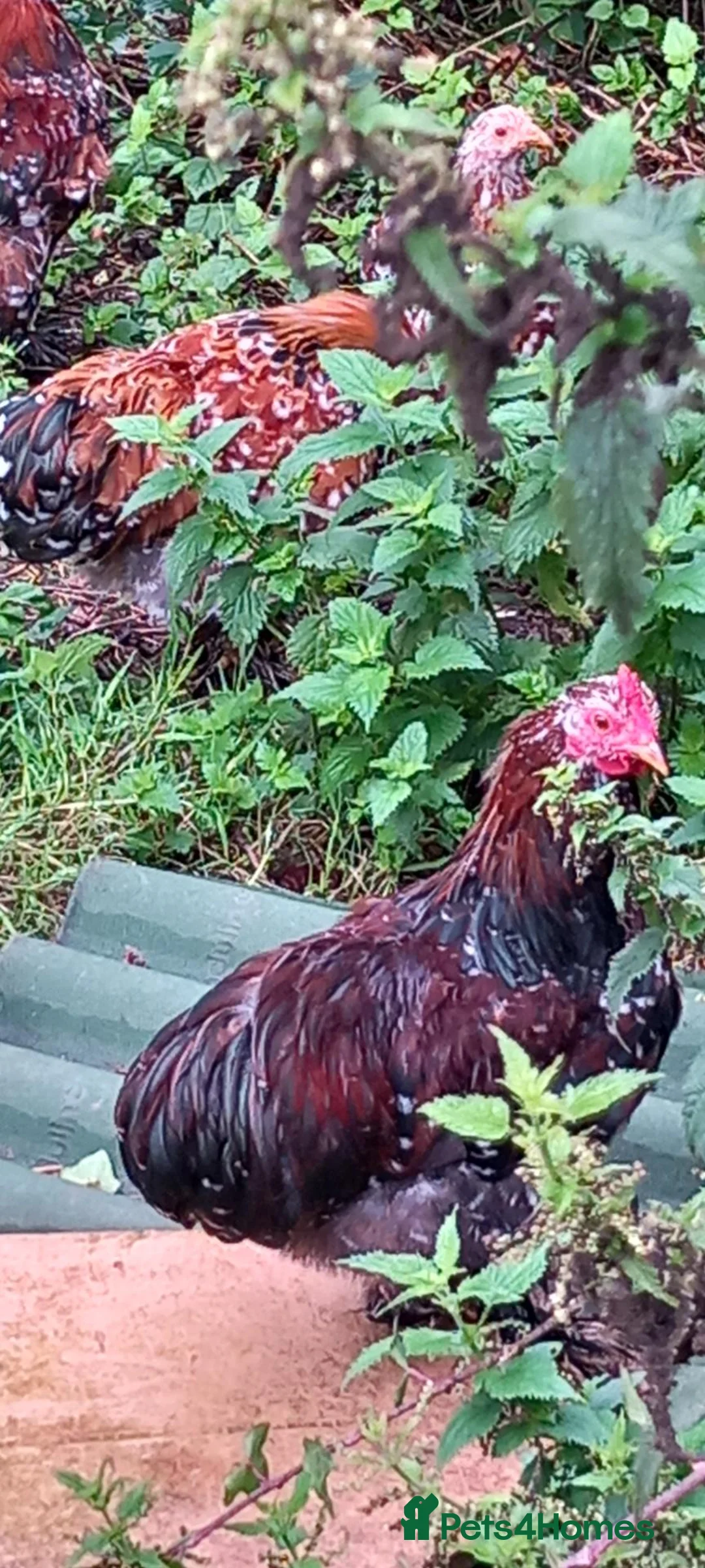 Chickens poultry for sale: Choice of 5 Millefleur pekin cockerels in South Brent - Advert 3