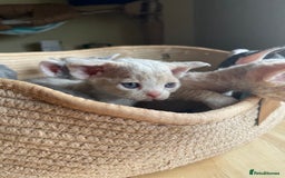 Devon Rex cats for sale: Adorable pure Devon Rex kittens  - Image 17