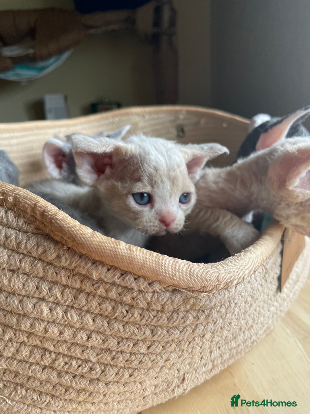 Devon Rex cats for sale: Adorable pure Devon Rex kittens  - Image 17