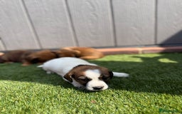Jack Russell dogs for sale: Beautiful jack russel puppies  - Image 2