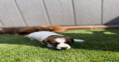 Jack Russell dogs - Advert 4
