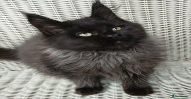 Maine Coon cats in Diss - Advert 3