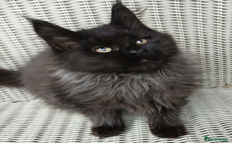 Maine Coon cats in Diss - Advert 3