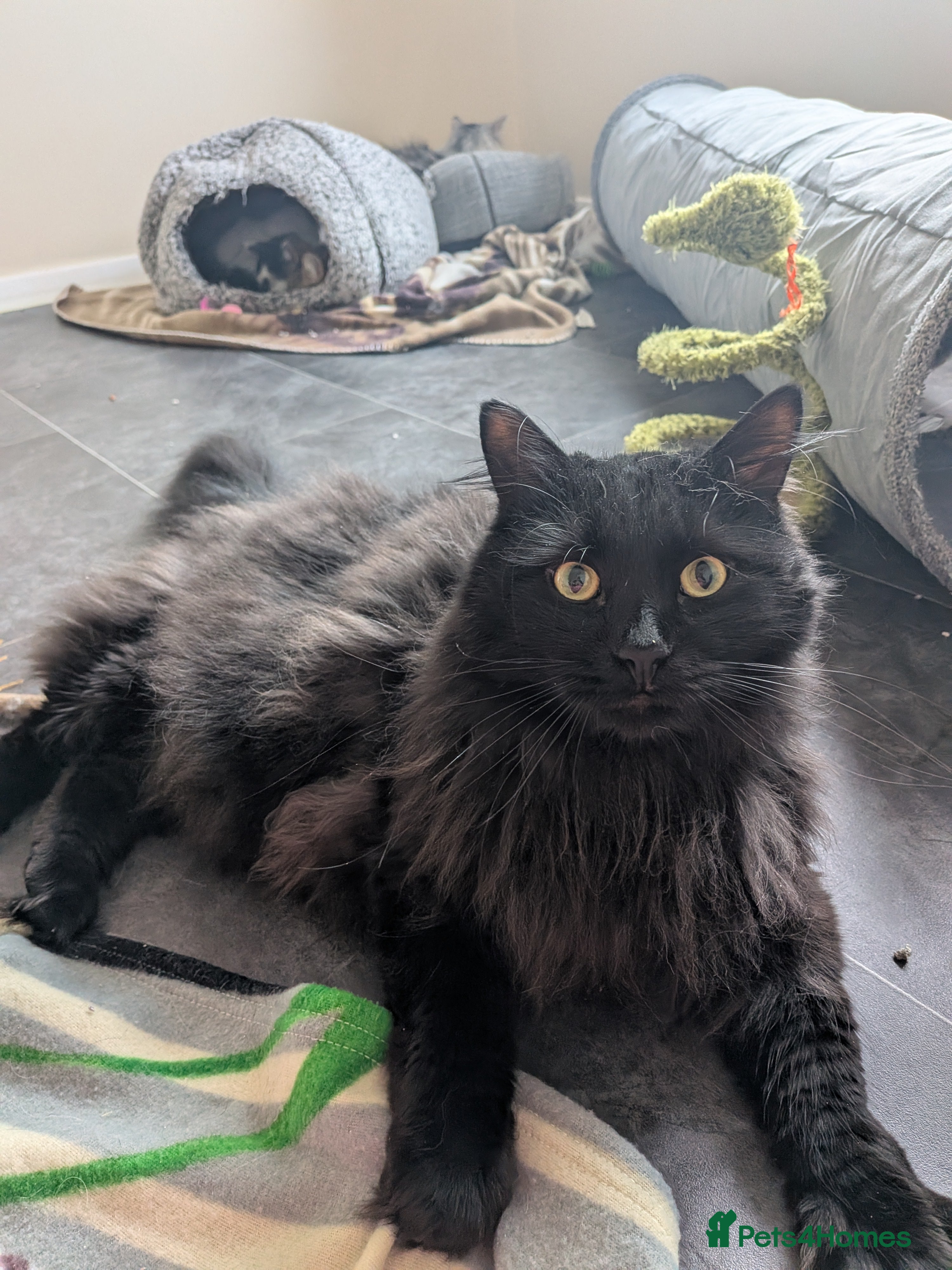 Mixed Breed cats Beautiful Binx loves attention - Advert 1