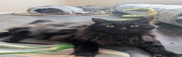 Mixed Breed cats for adoption: Beautiful Binx loves attention - Advert 1