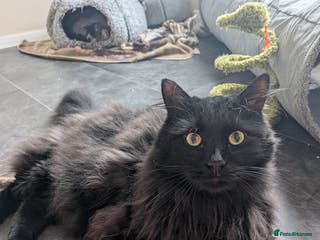 Mixed Breed cats Beautiful Binx loves attention - Advert 1