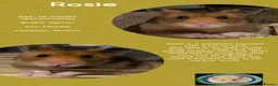 Hamster rodents for sale: Hamsters  - Advert 22