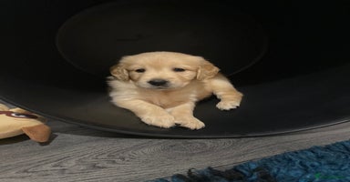 Golden Retriever dogs - Advert 5