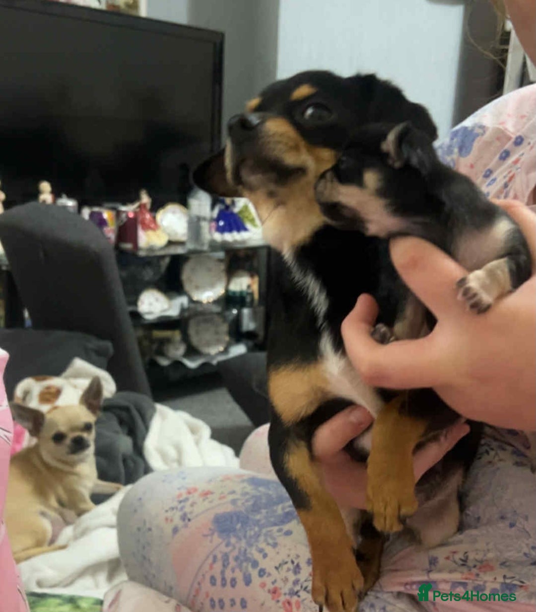 Chihuahua dogs for sale: Chihuahua puppies  - Image 2