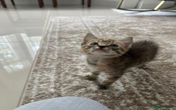 Mixed Breed cats for sale: Kittens available (3 girls & 1 boy) - Image 7