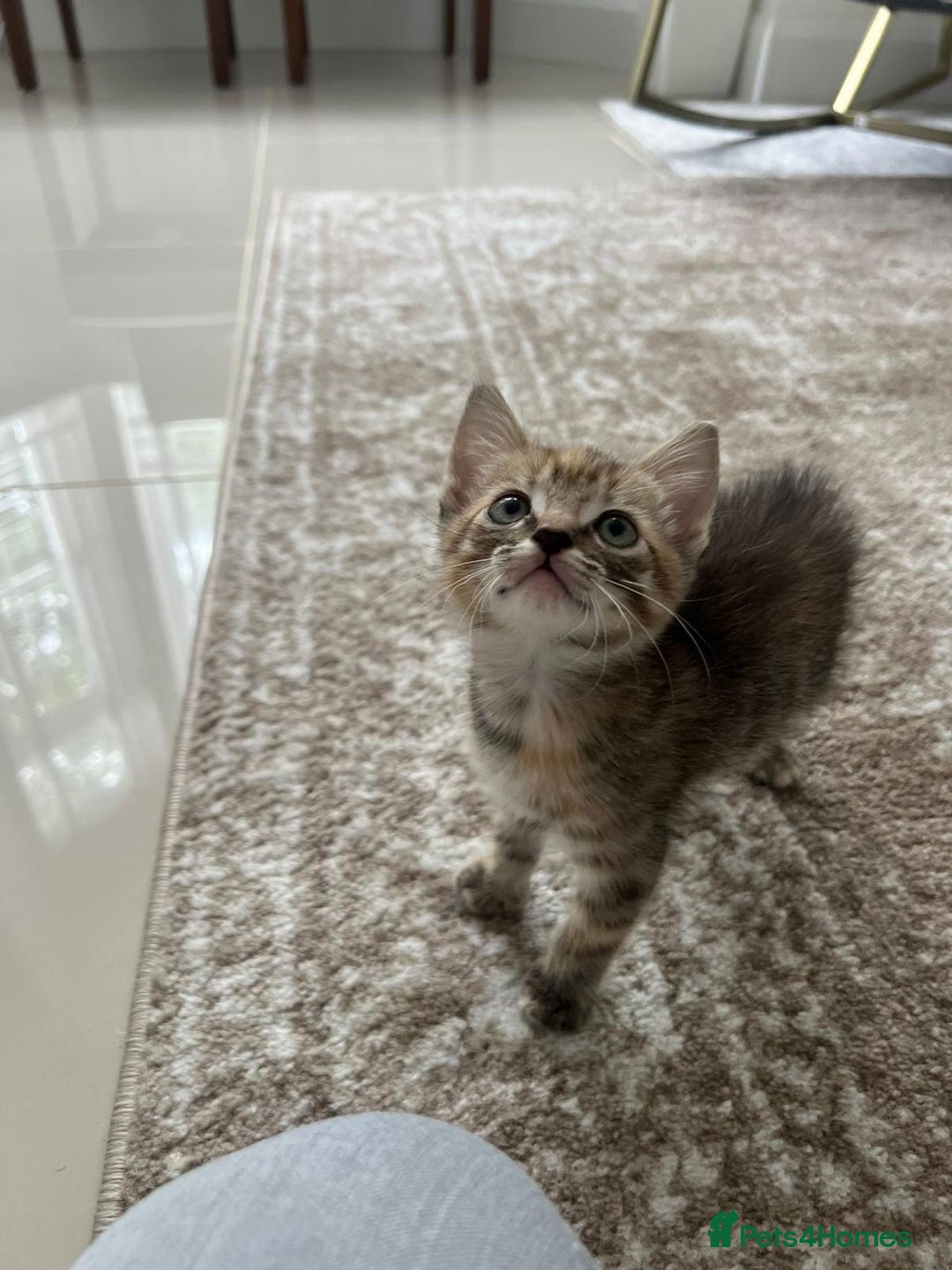 Mixed Breed cats for sale: Kittens available (3 girls & 1 boy) - Image 7